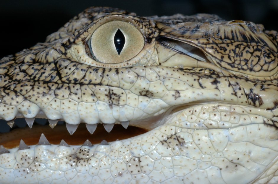 Чешуйчатый крокодил