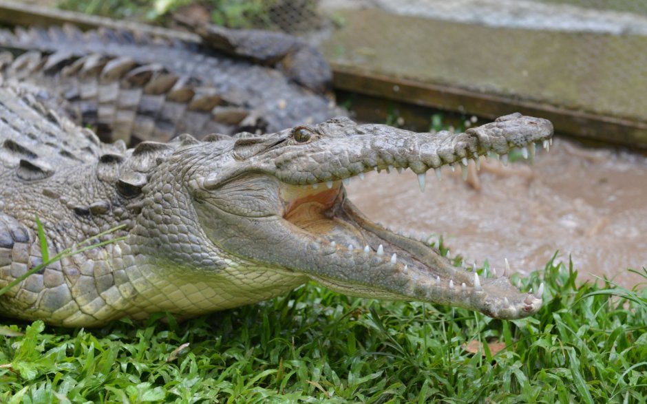 Миндорский крокодил