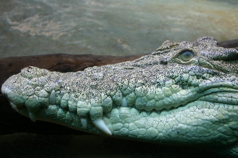 Гребнистый крокодил арт