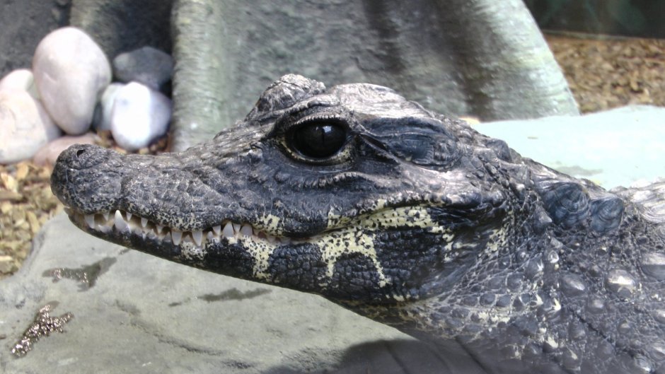 Уши крокодила