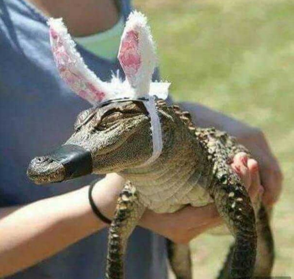 Туловище крокодила