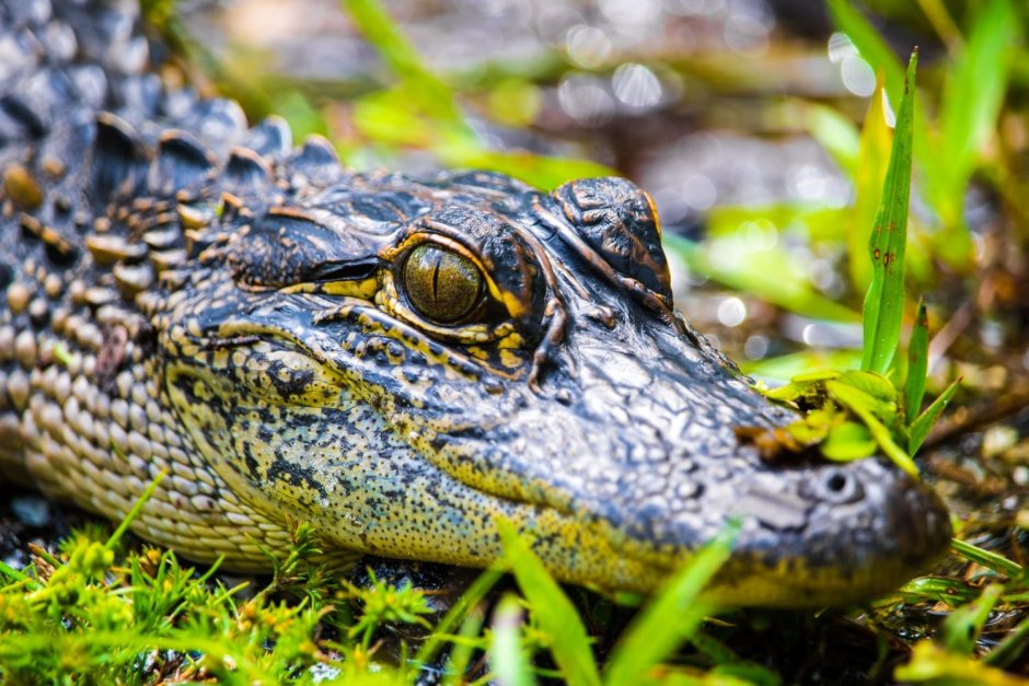 Крокодил и птичка Тари симбиоз