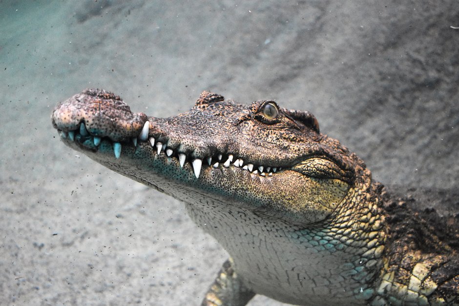 Африканский крокодил