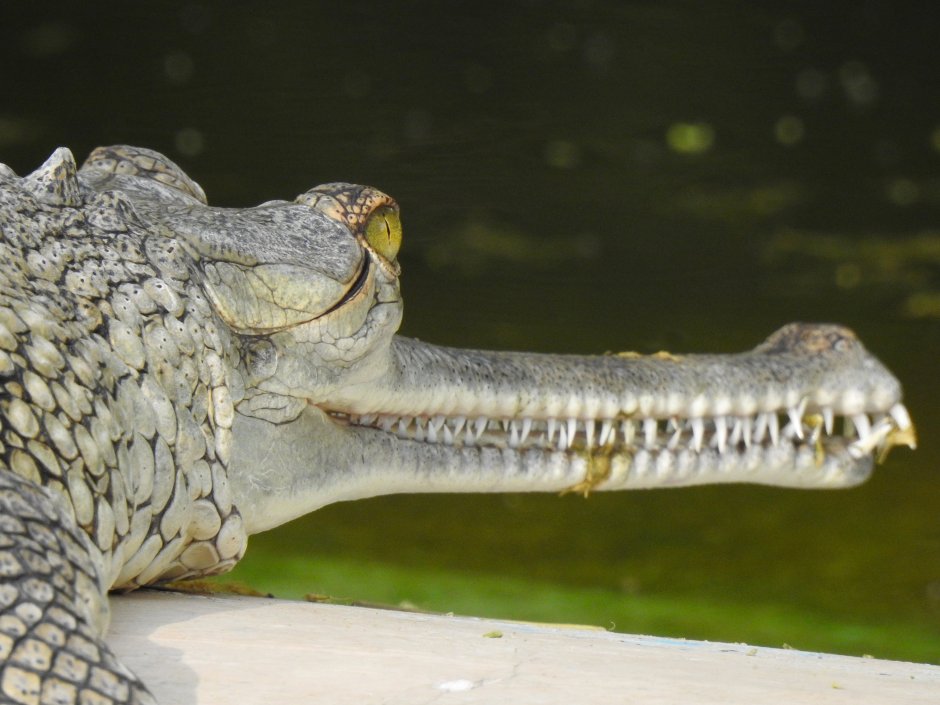 Очковый Кайман