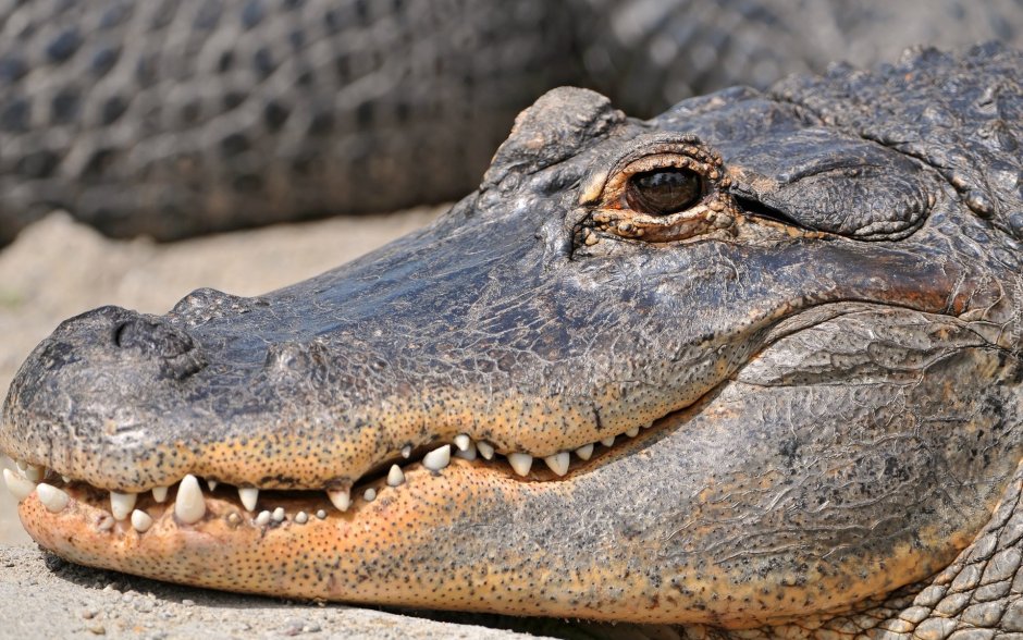 Прикольный крокодил