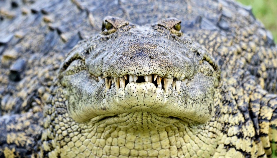 Узкорылый крокодил в зоопарке