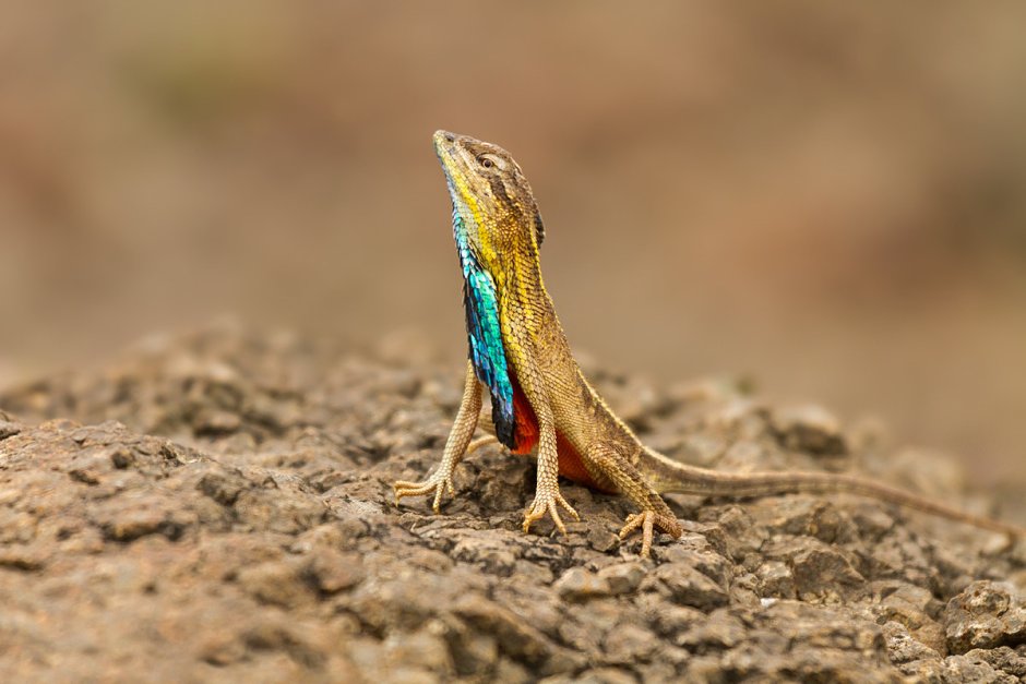 Sitana ponticeriana