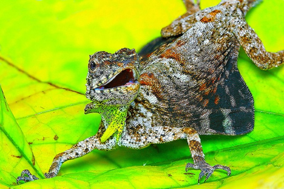 Летающий дракон (Draco volans)