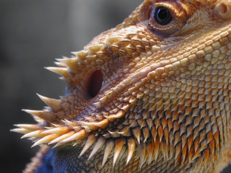 Bearded Dragon ящерица