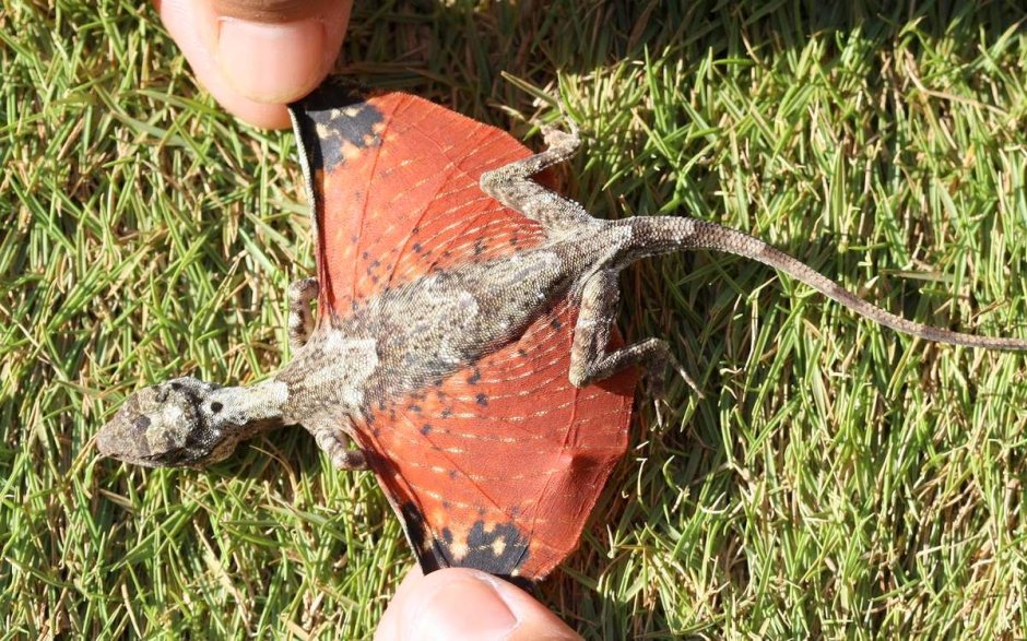 Летучий дракон (Draco volans)