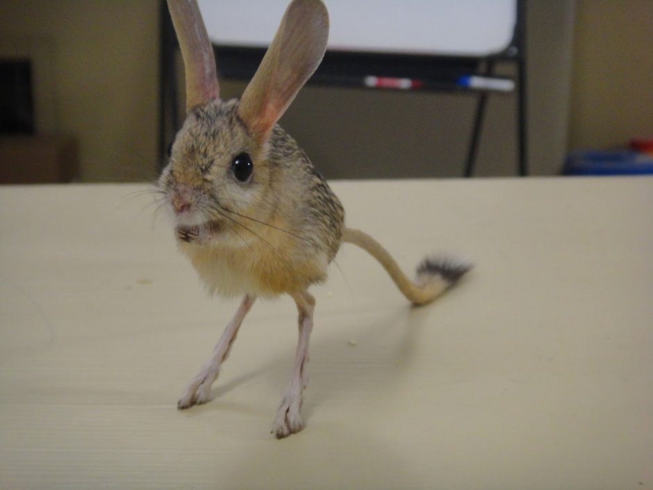 Pygmy Jerboa