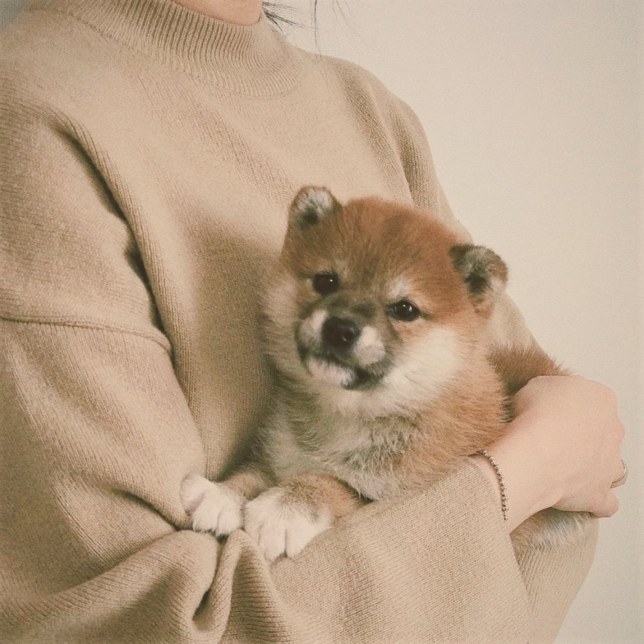 Сиба ину aesthetic