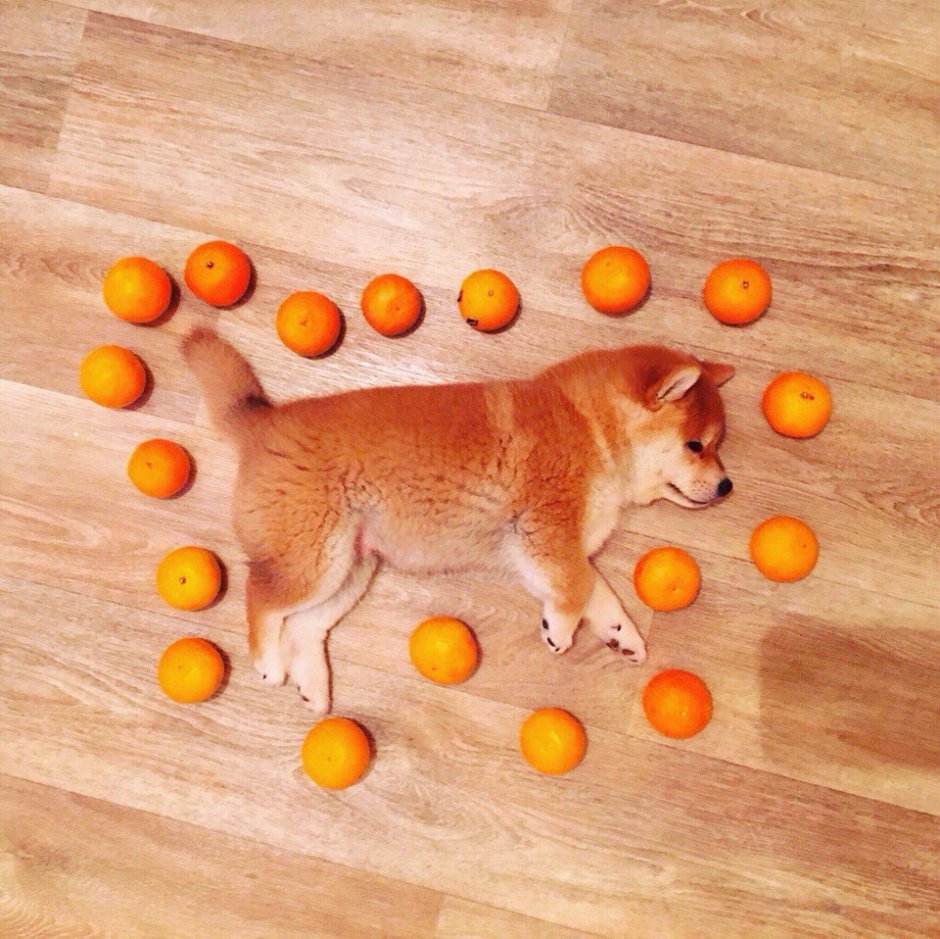Сиба ину флаффи