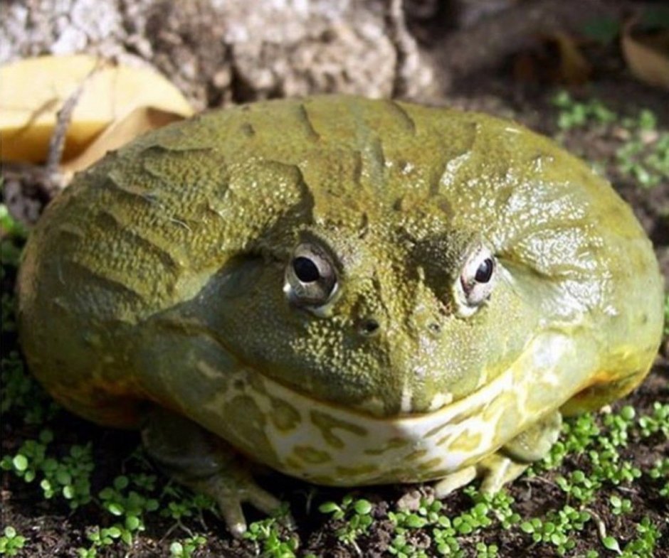 Жаба колорадская (Bufo Alvarius)