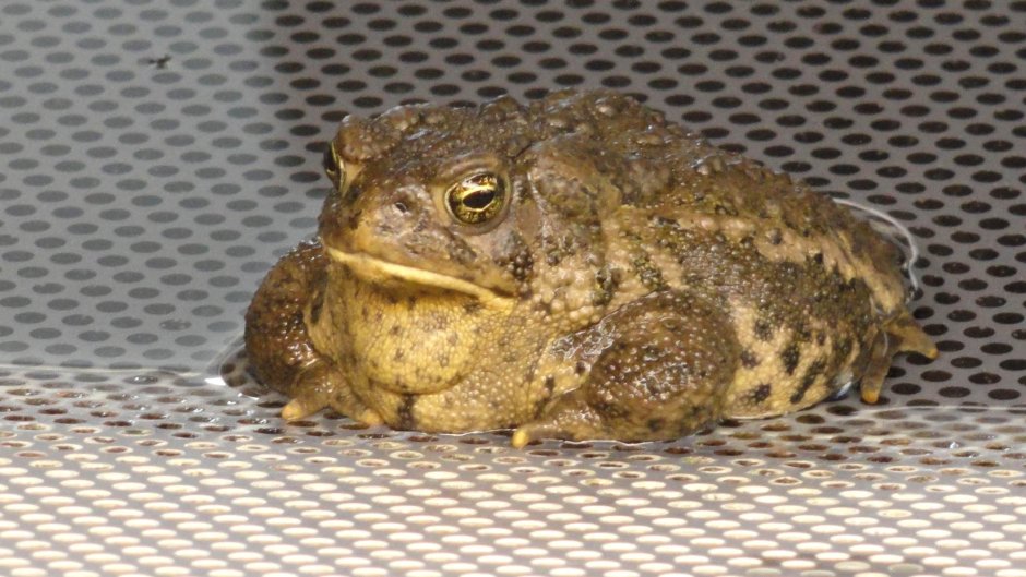 Жаба зелёная – Bufo viridis (Laurenti, 1768)