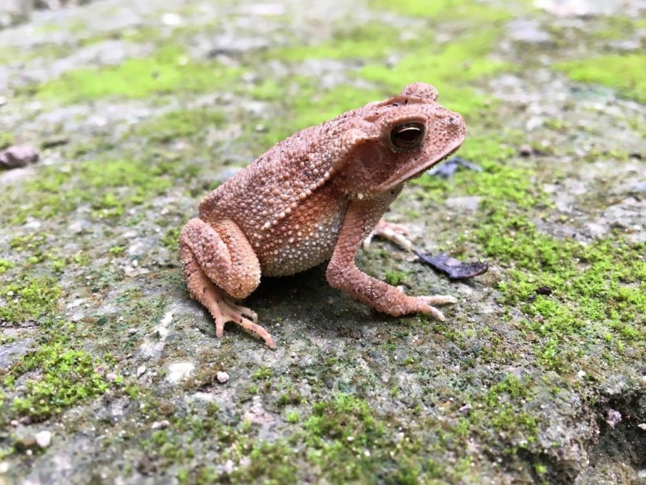 Кавказская жаба Bufo verrucosissimus