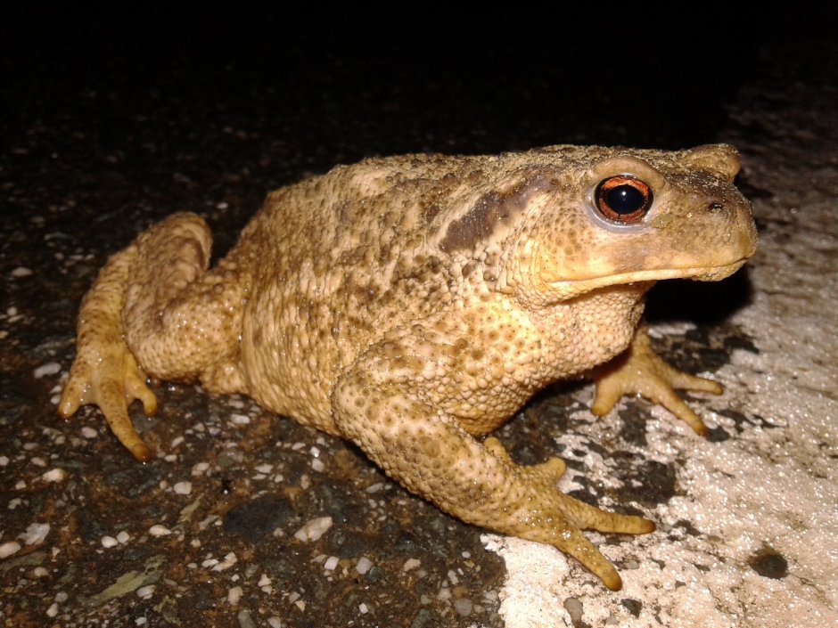 Жаба Bufo superciliaris