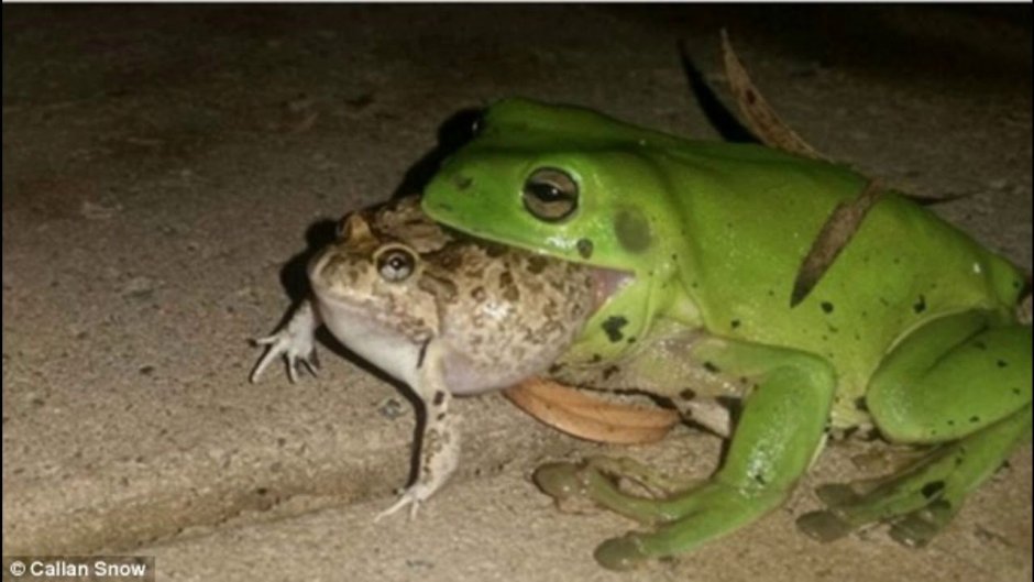 Лягушка Голиаф