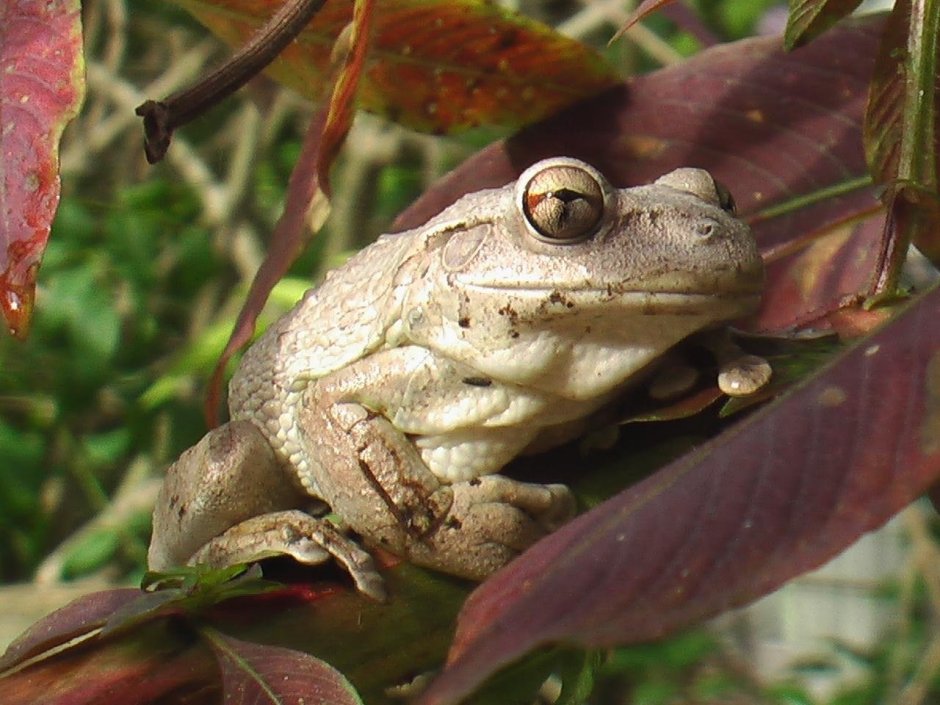 Cuban Tree Frog
