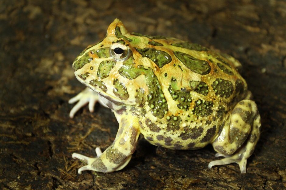 Лягушка-водонос (Pyxicephalus adspersus)