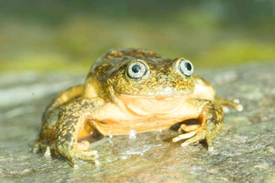 Капский узкорот