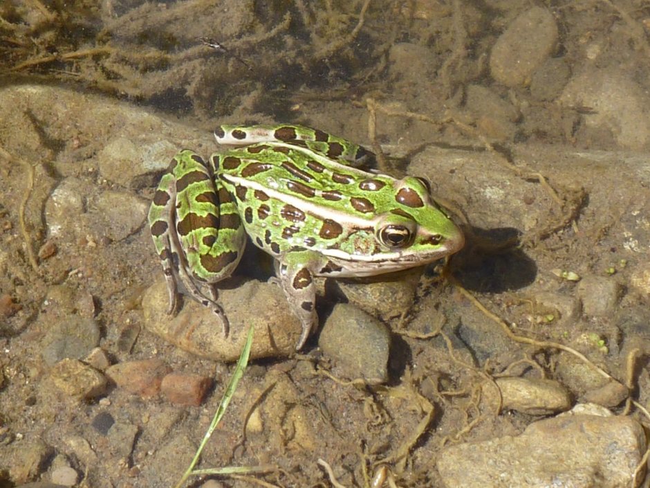 Рогатка ceratophrys Ornata