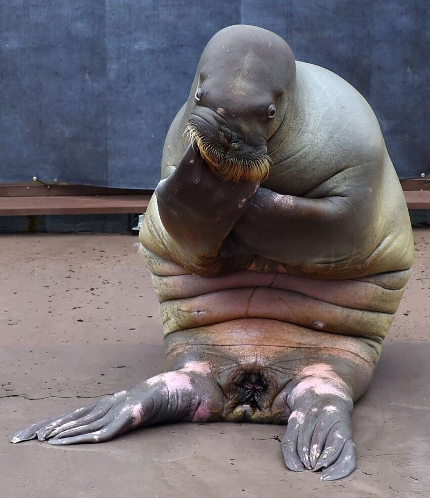 Тихоокеанский морж (Odobenus rosmarus divergens)