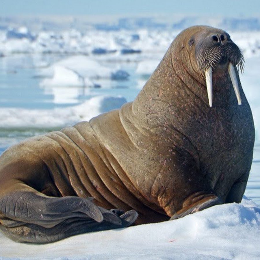 Северный морской слон лежбище