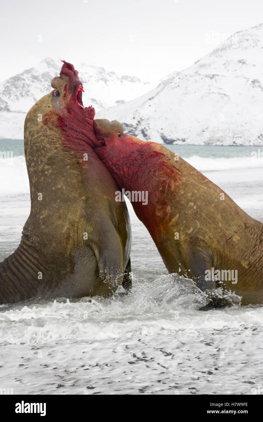 Морж в зоопарке