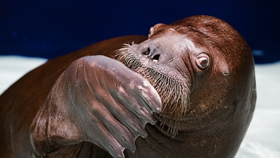 Морж Миша Приморский океанариум