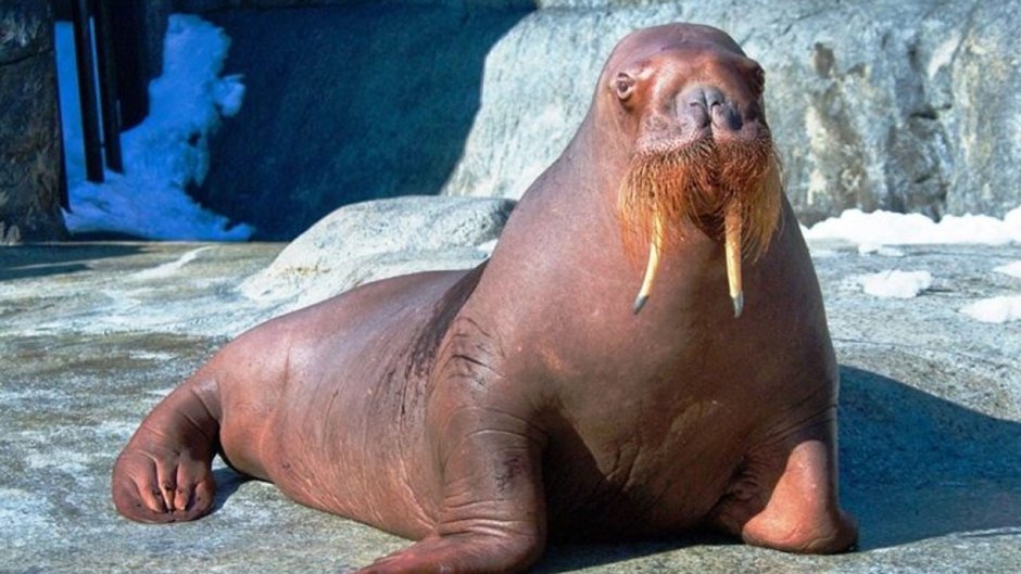 Атлантический морж