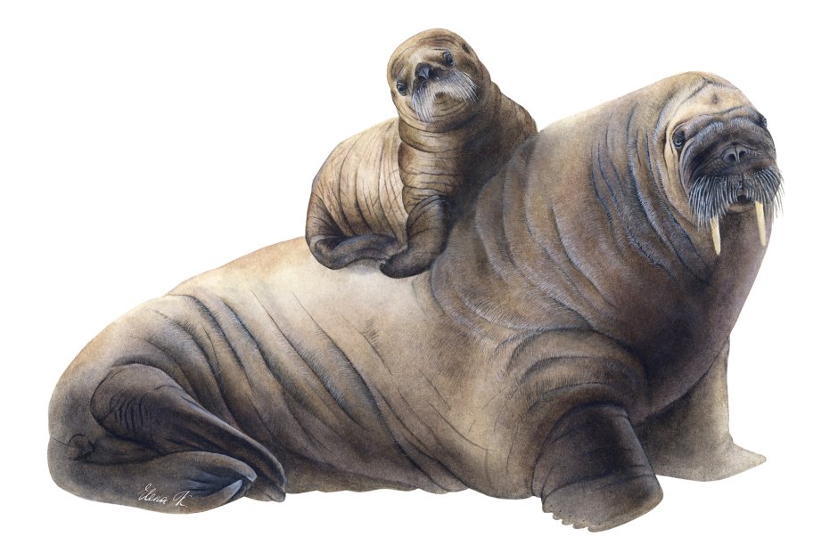 Антарктида морж