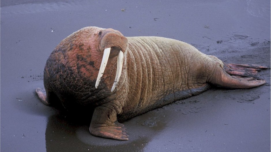 Ластоногие моржи