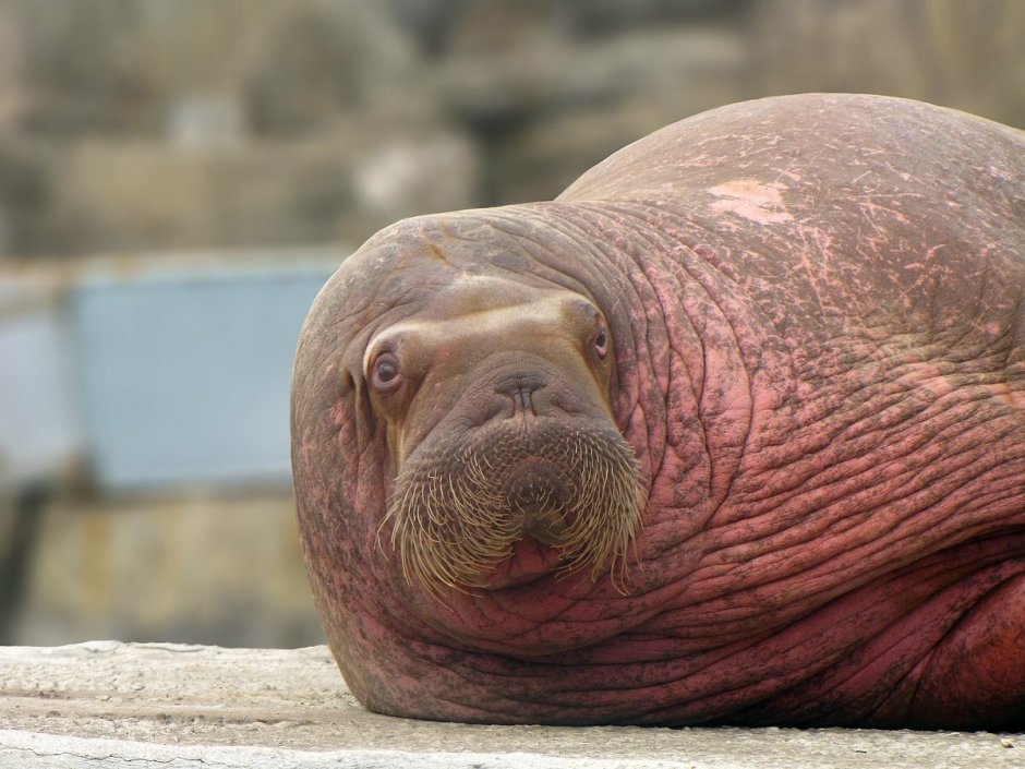 Амурские моржи