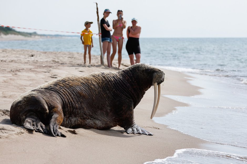 Внешнее строение моржа