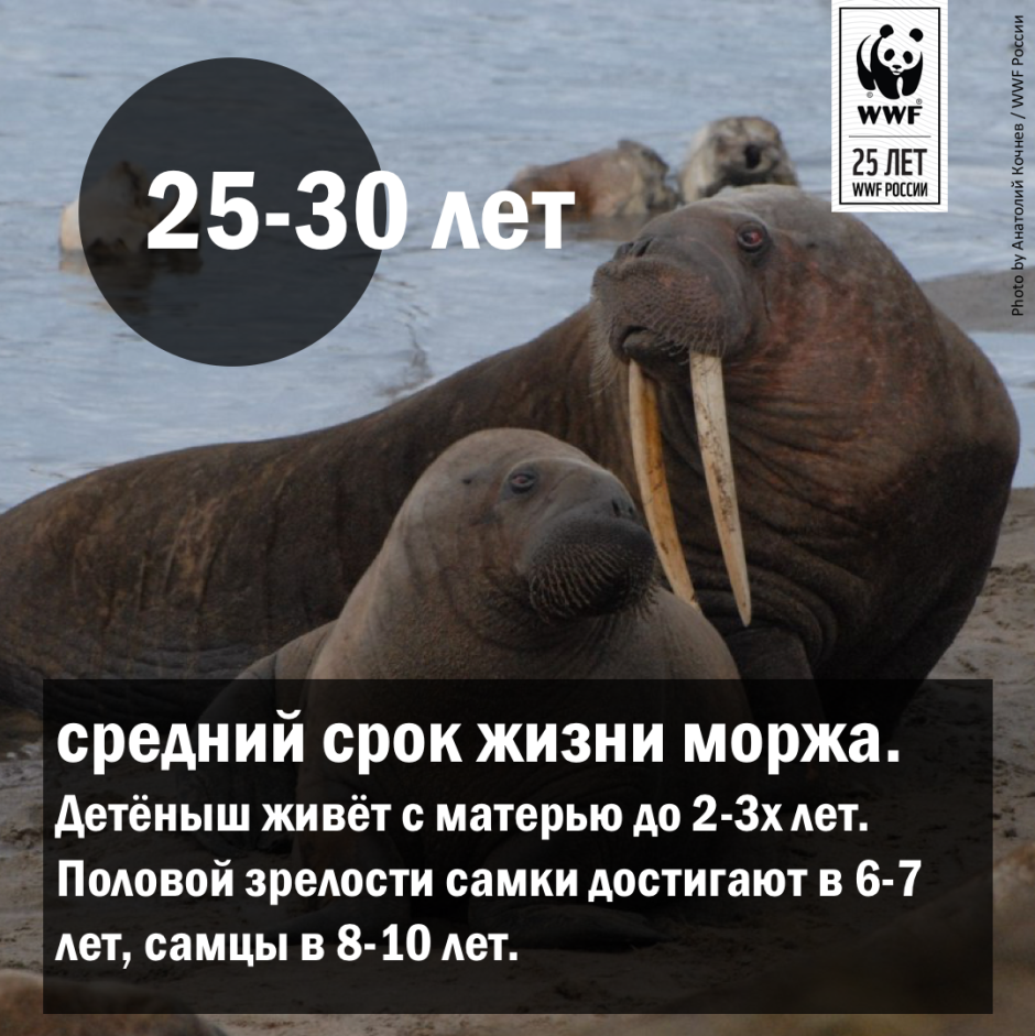 Белый медведь морж тюлень