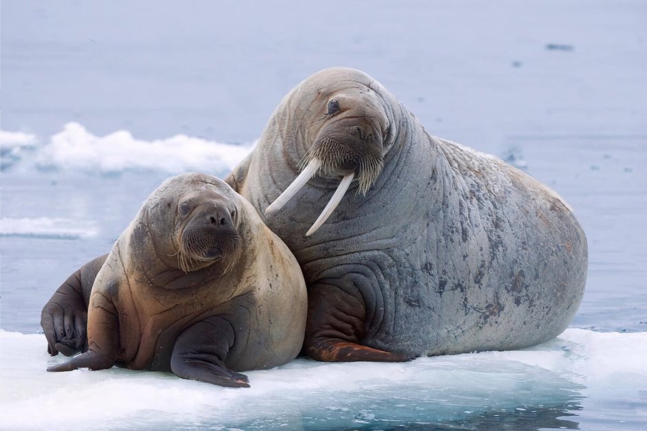 Атлантический морж ЯНАО