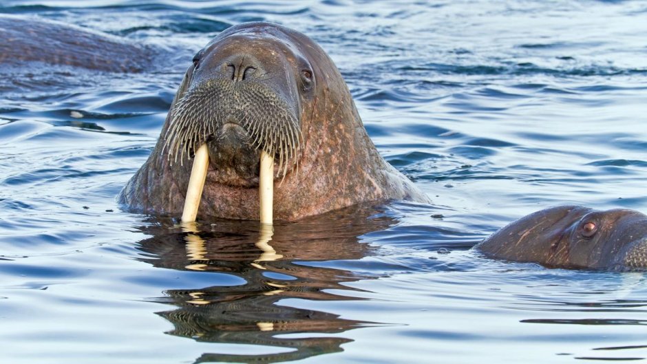 Морж в Норвегии