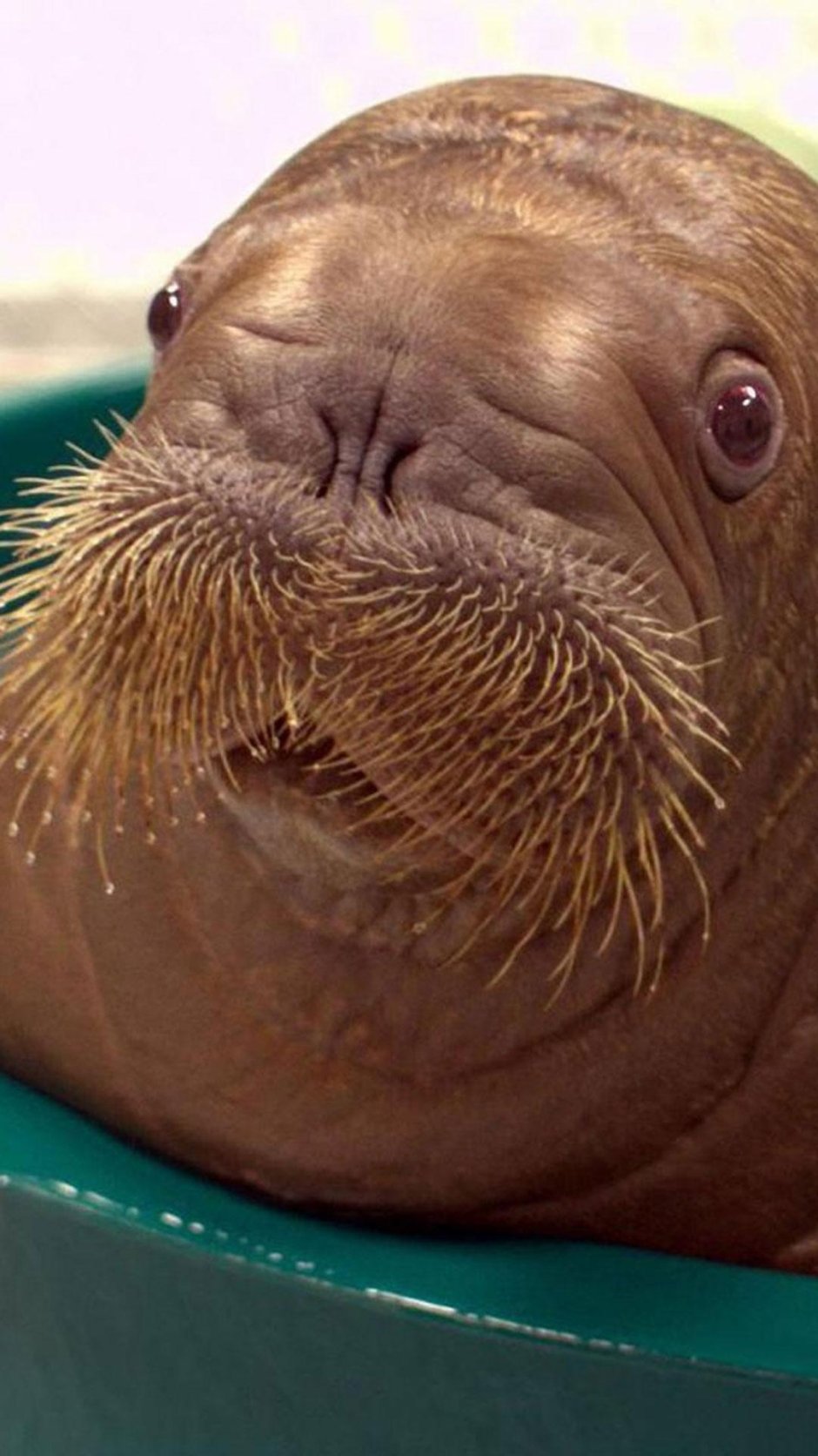 Самка моржа