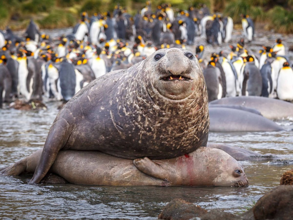 Северный морж