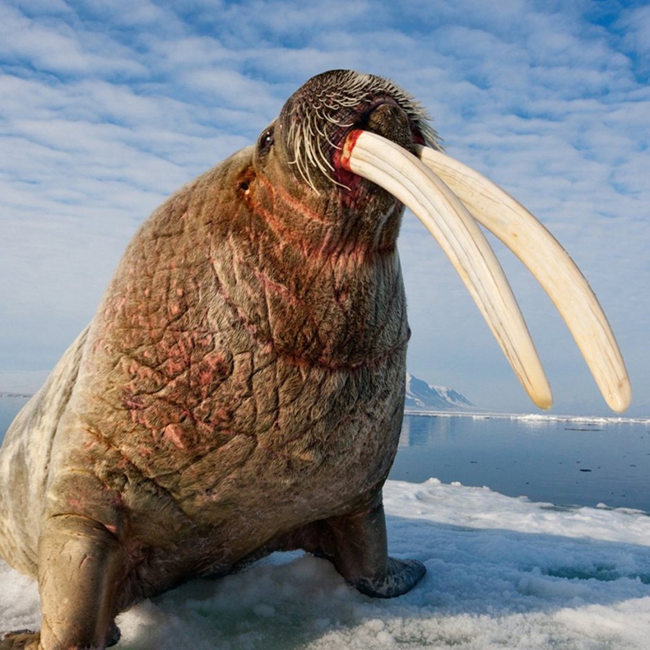 Моржевая или Моржовая