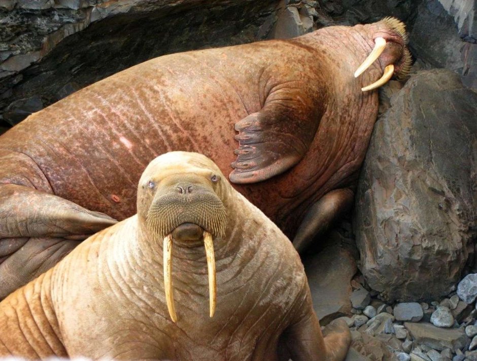 Дальневосточный морж