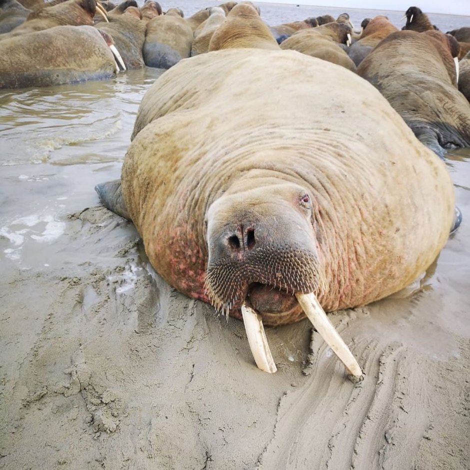 Молодые моржи