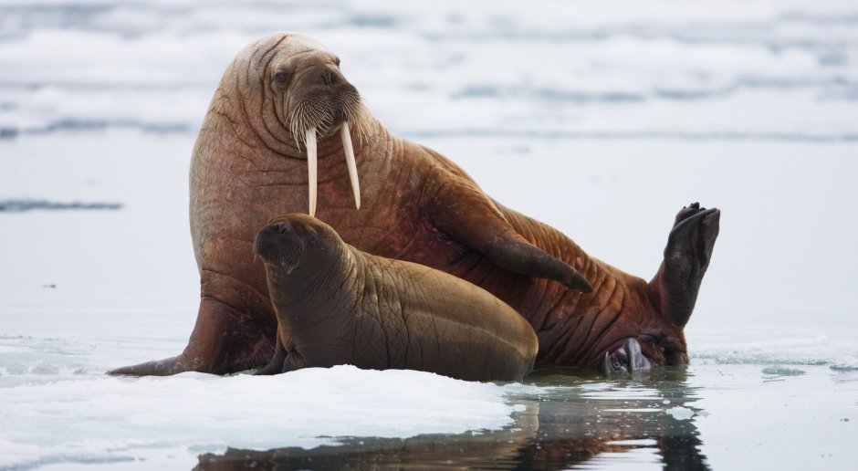 Тюлень орет
