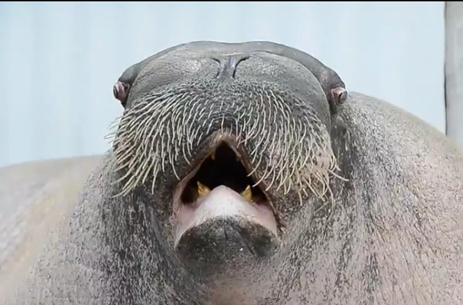 Морж шишкарь