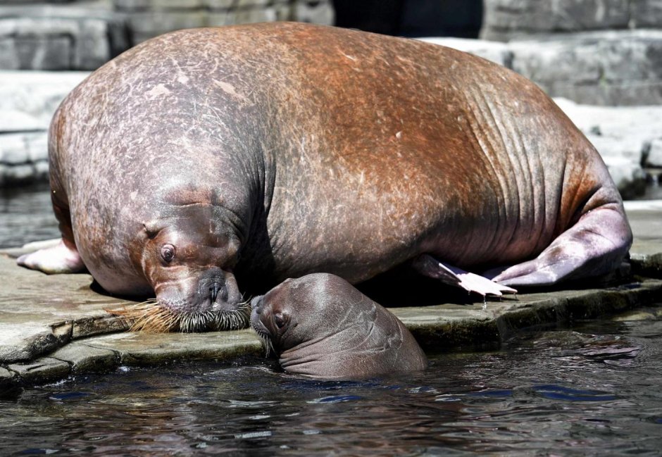 Морж в Московском зоопарке