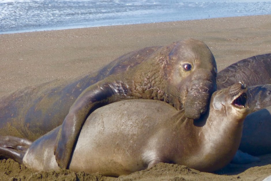 Морж Лаптевский подвид