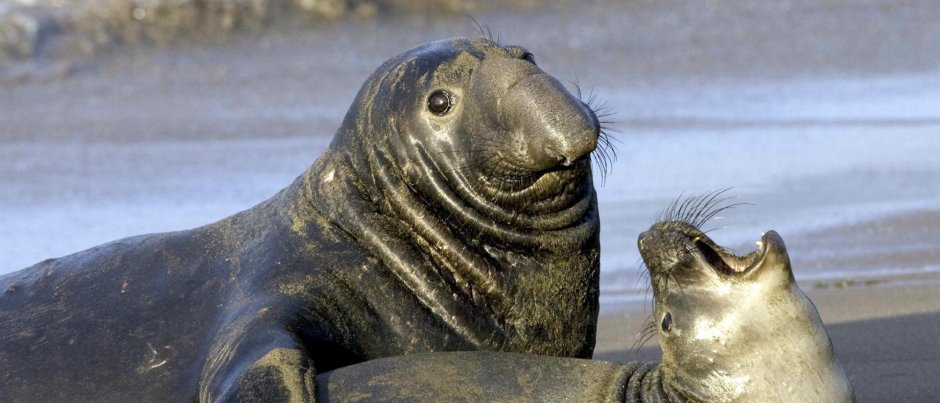 Белый медведь морж тюлень