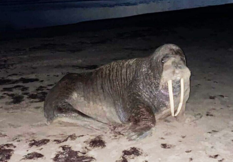 Моржата Детеныши