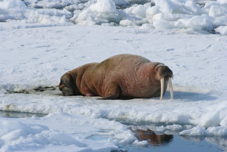 Морские слоны спаривание